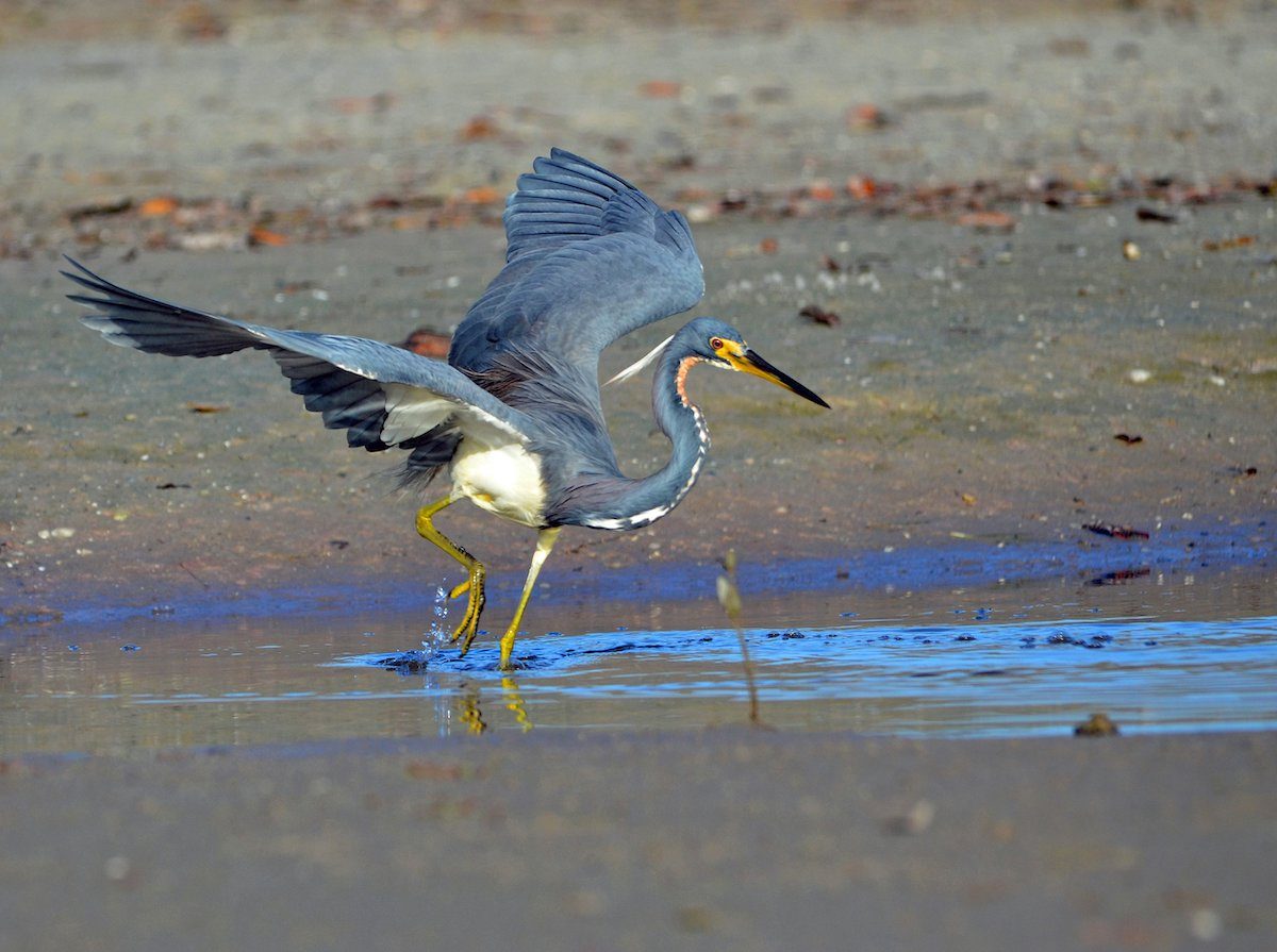 tricolored heron