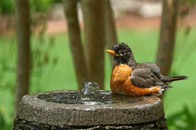 American robin in bubbler