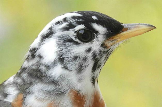 leucistic robin