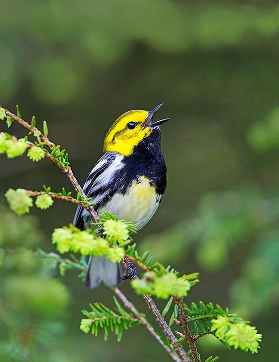 Black-throated green warbler singing in spring