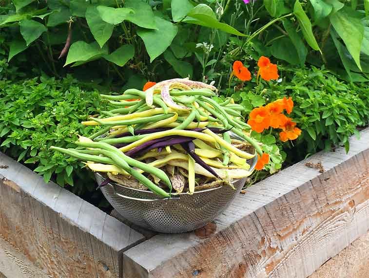 Bowl of bush beans on garden container.