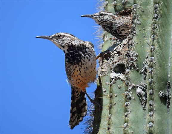 pair of cactus wrens nesting in cactus