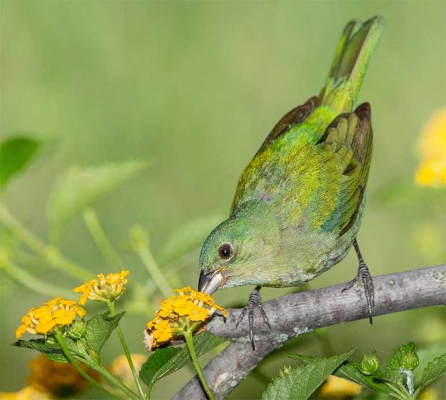 Female or juvenile painted buntings look green and nearly identical.