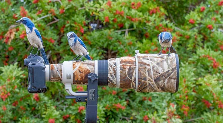 florida scrub jays