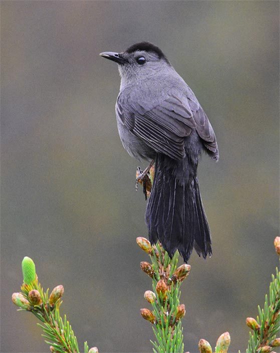 gray catbird on white spruce tree