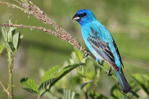 indigo bunting on spring branch