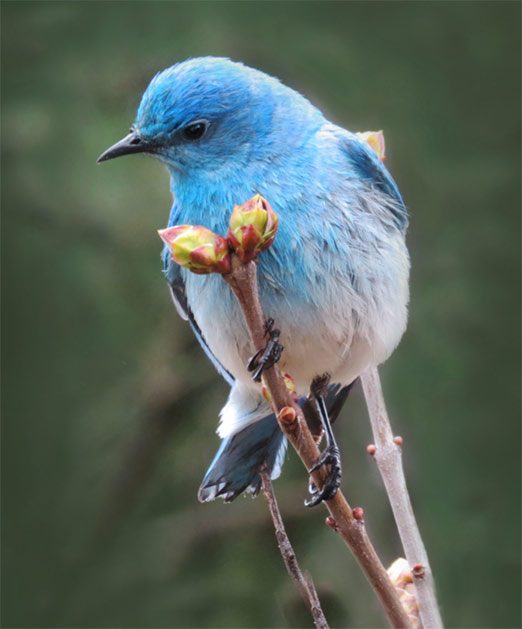 mountain bluebird on branch