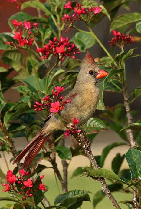 northern cardinal in spicy jatropha tree