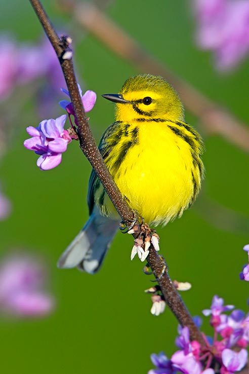 Prairie warbler sitting on flowering branch