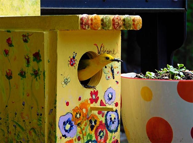 prothonotary warbler peers out of birdhouse