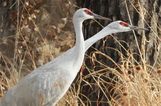 A pair of sandhill cranes