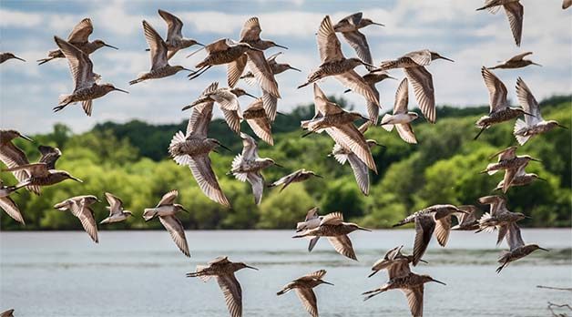 sandpiper flock