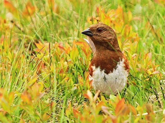 female eastern towhee