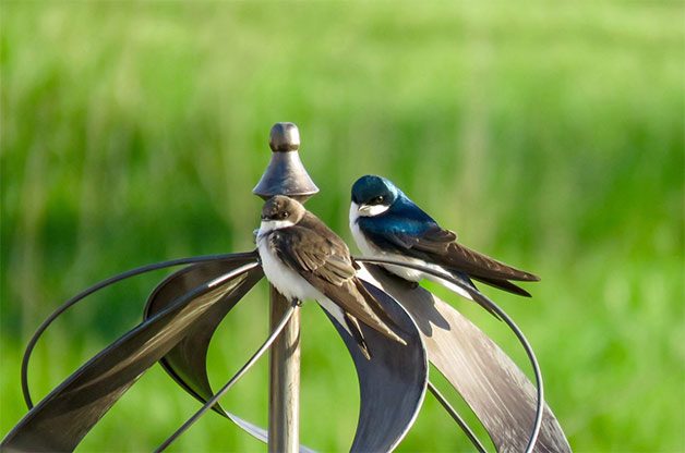 tree swallows on backyard wind spinner