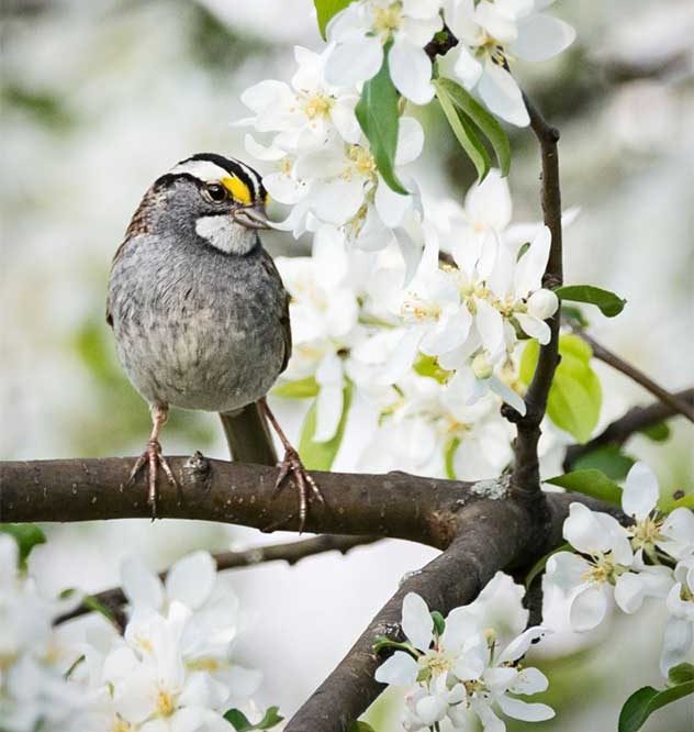 white throated sparrow