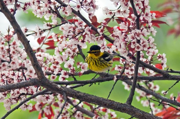 Cape May Warbler Lisa Dawson Spring Migratory Birds