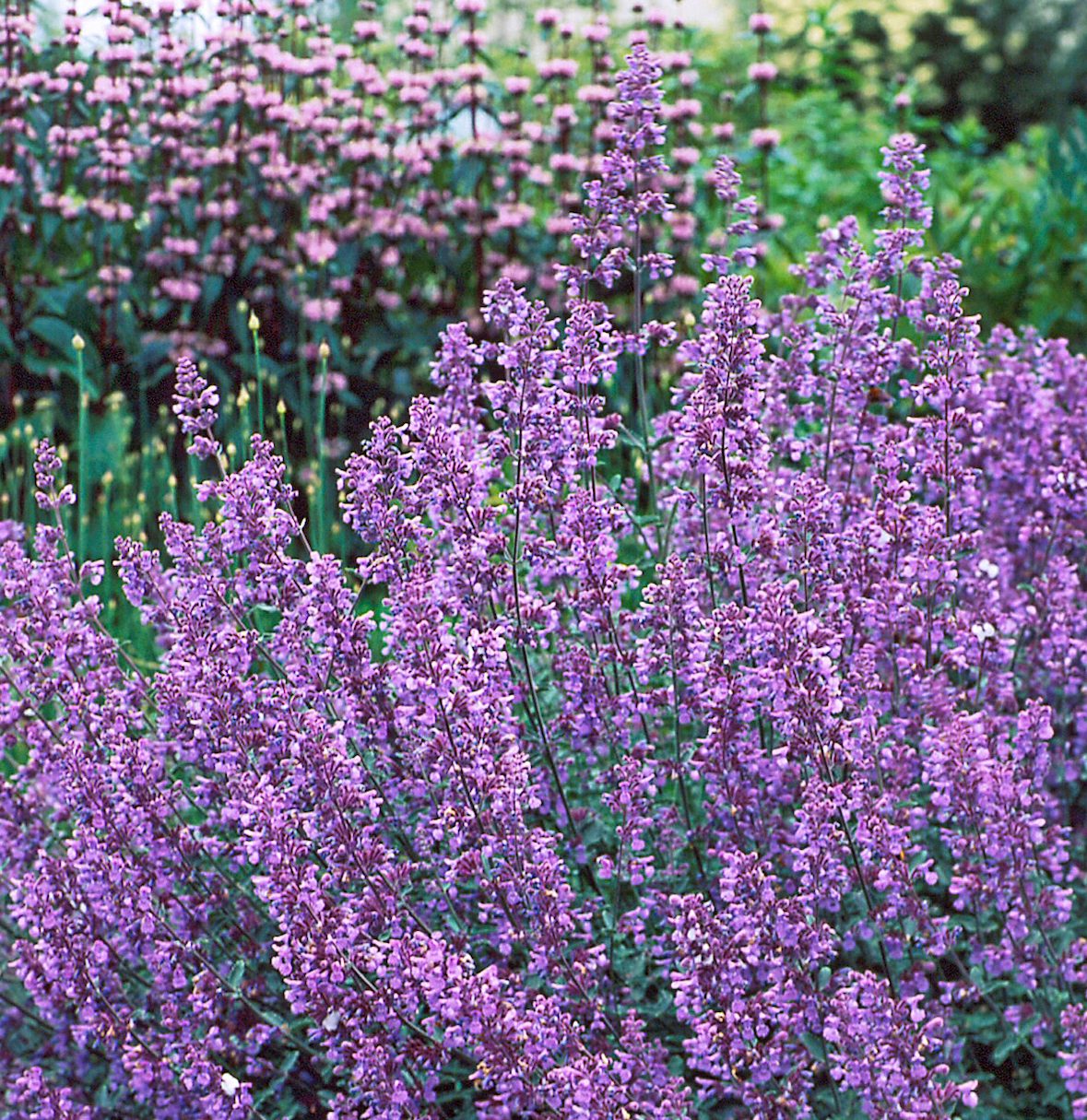 Catmint
