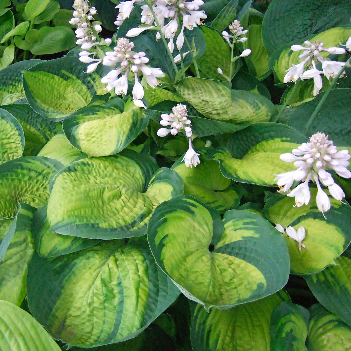 Hosta