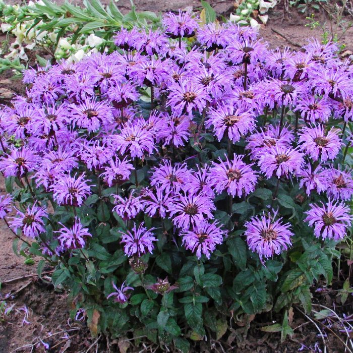 Bee Balm
