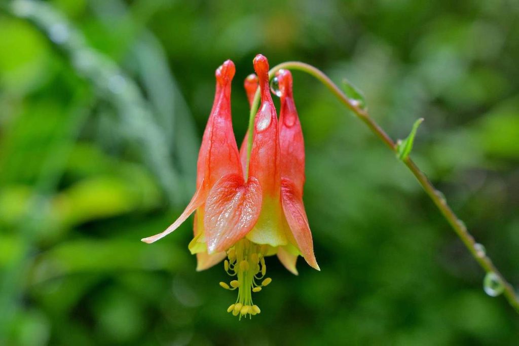 Red columbine flower