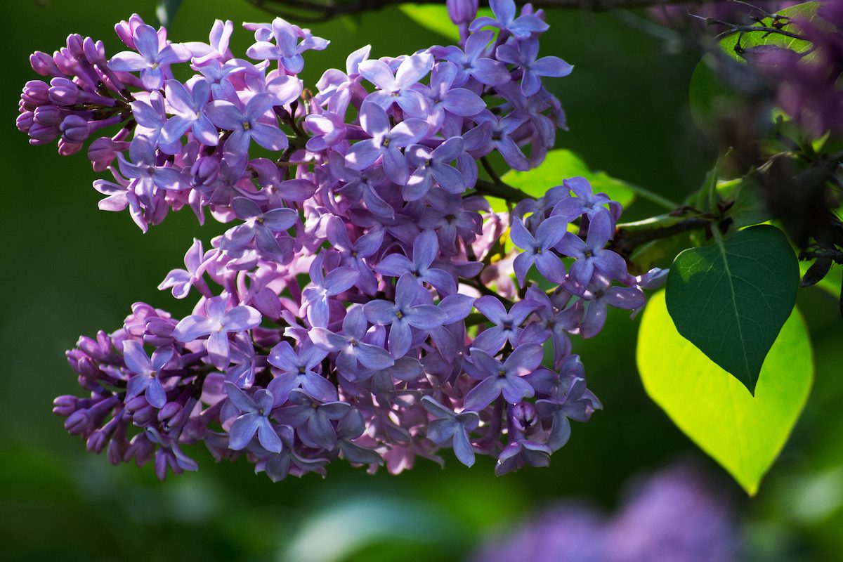 lilac shrub