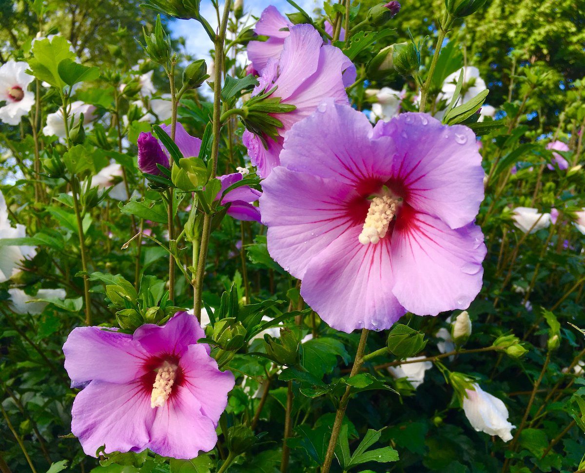 rose of sharon, flowering bush