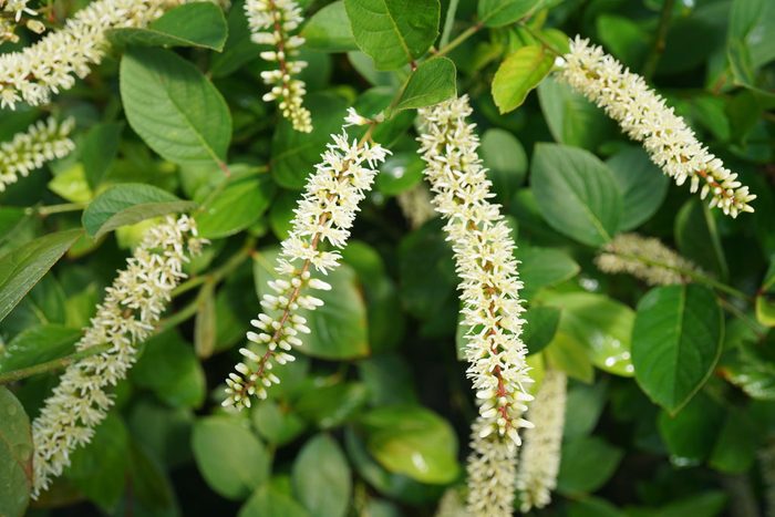 sweetspire shrub