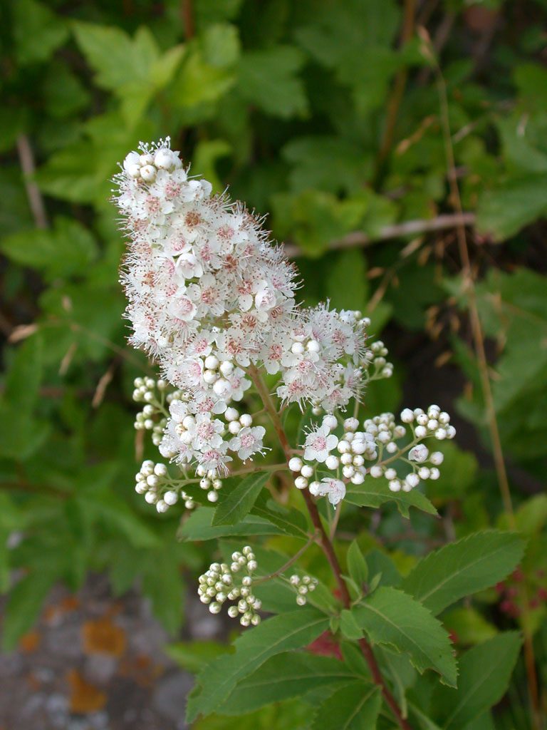 meadowsweet