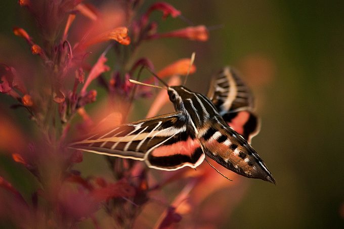 sphinx moth; moth vs butterfly