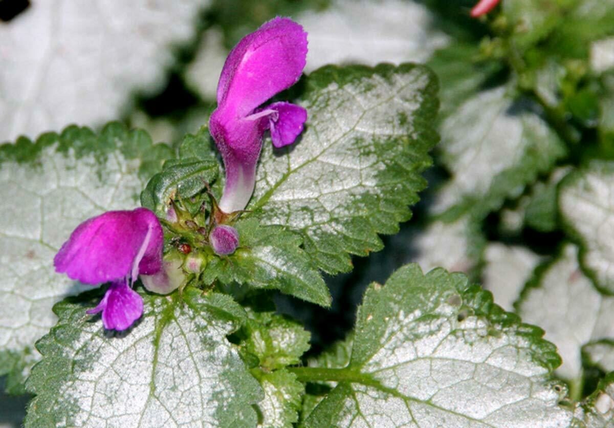 Lamium Shade Garden Flower