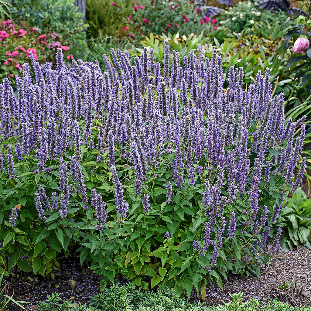 Agastache flower, purple hummingbird flowers