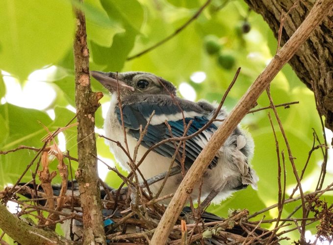 blue jay nest