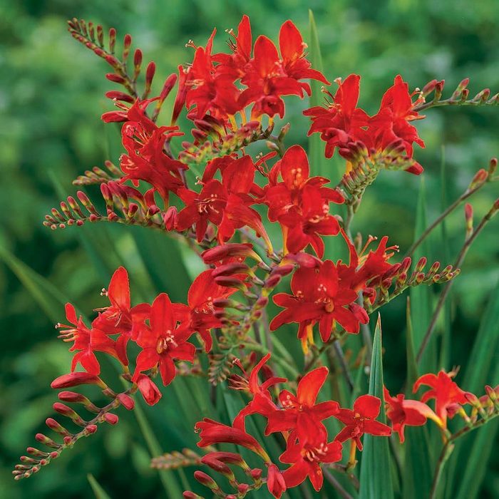 crocosmia