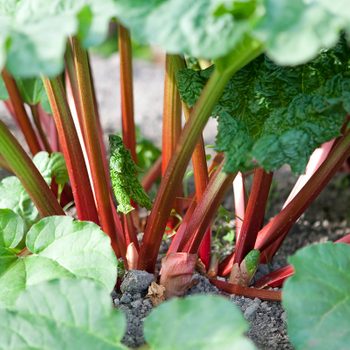 Bright red organic rhubarb stalks shooting from the vegetable garden.