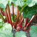 This Is the Right Way to Grow and Harvest Rhubarb