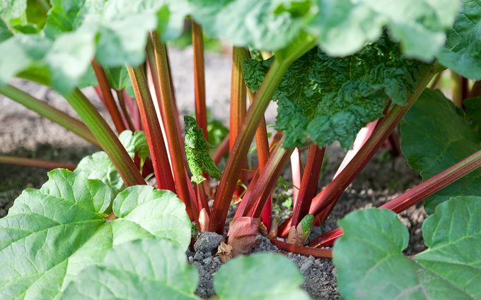 This Is the Right Way to Grow and Harvest Rhubarb