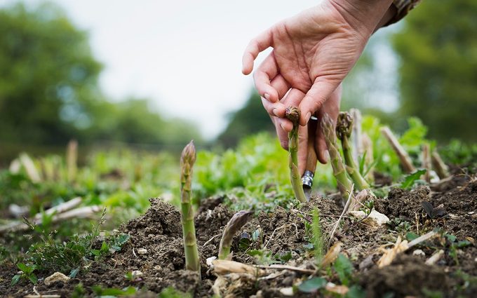 Close up of person harvesting spears of green asparagus with a knife.