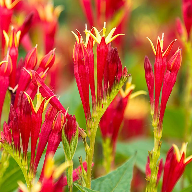 Indian pink flowers