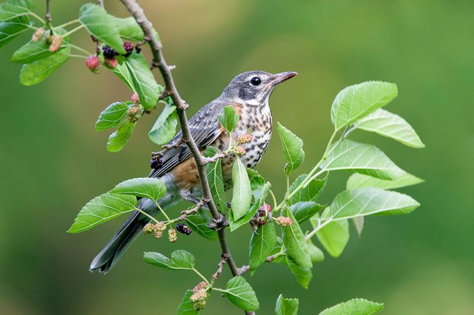 American robin juvenile