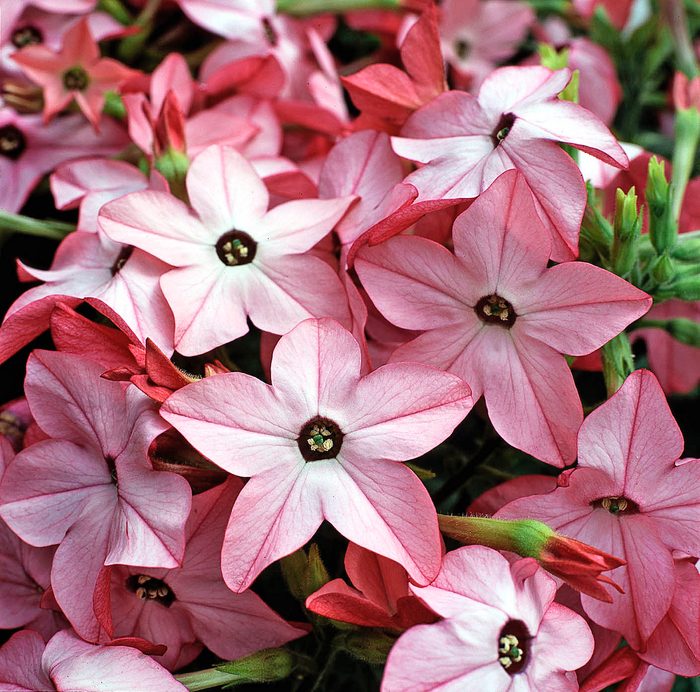 Flowering tobacco