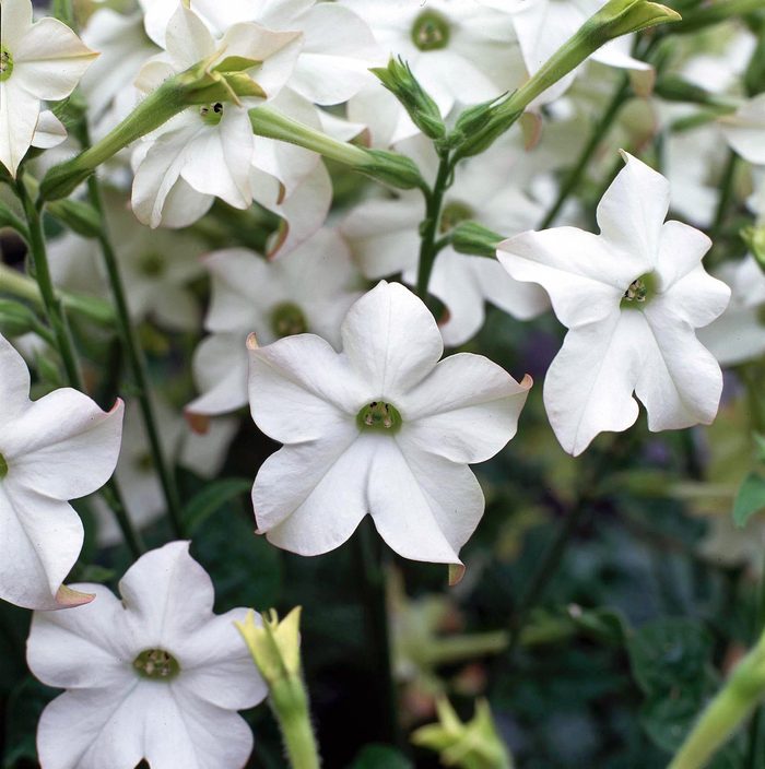 Flowering tobacco