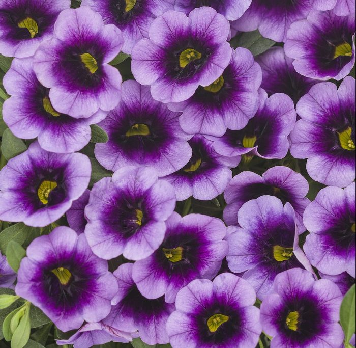 Calibrachoa flowers