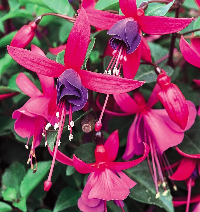 Fuchsia flowers