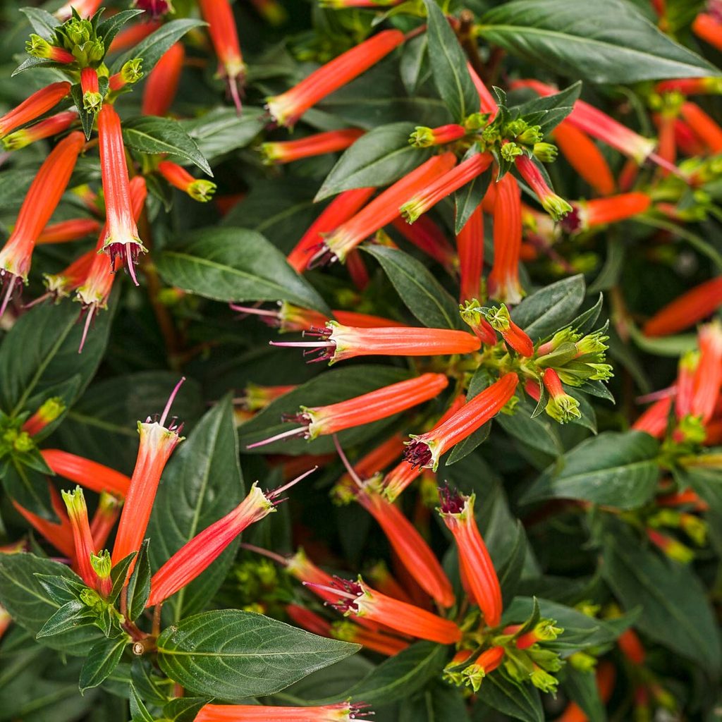large firecracker plant