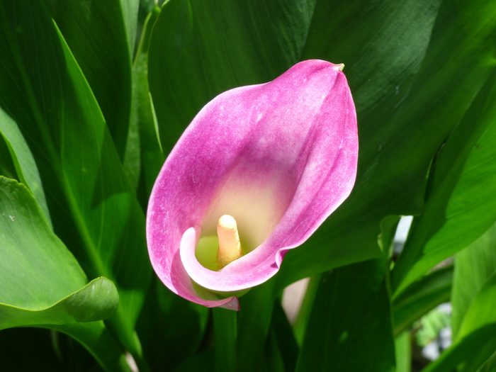A pink calla lily