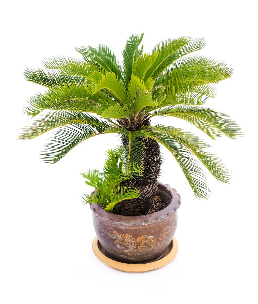 A potted sago palm in a container with a dragon design. plants toxic to dogs
