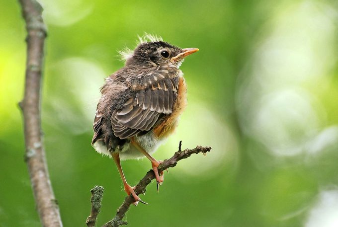 Fledgling robin