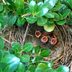 What Is a Fledgling? See How a Baby Bird Grows up