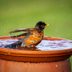 How to Repair a Cracked Birdbath