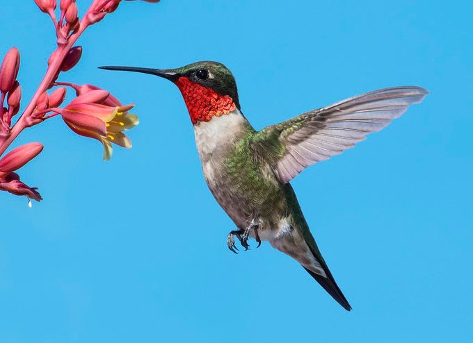 Ruby-throated hummingbird